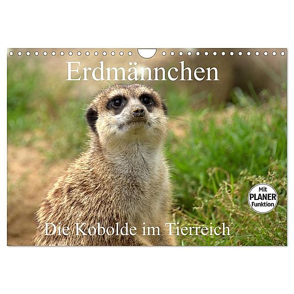 Erdmännchen - Die Kobolde im Tierreich (Wandkalender 2024 DIN A4 quer), CALVENDO Monatskalender, Arno Klatt