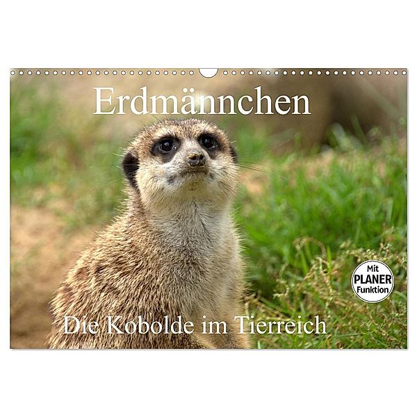 Erdmännchen - Die Kobolde im Tierreich (Wandkalender 2025 DIN A3 quer), CALVENDO Monatskalender, Calvendo, Arno Klatt