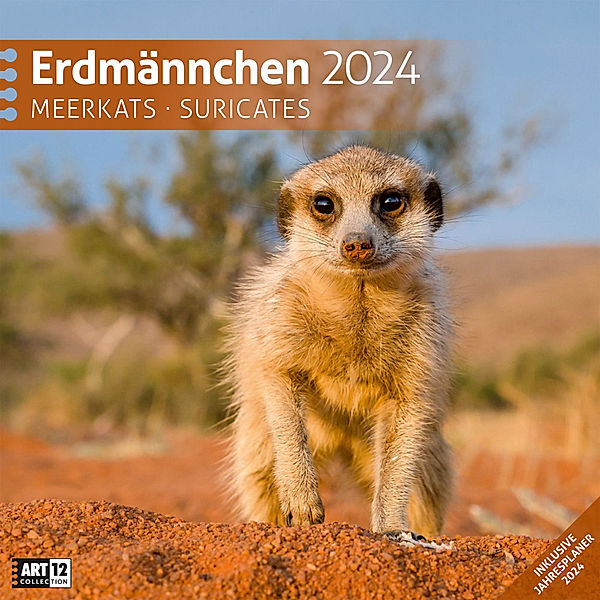 Erdmännchen Kalender 2024 - 30x30, Ackermann Kunstverlag
