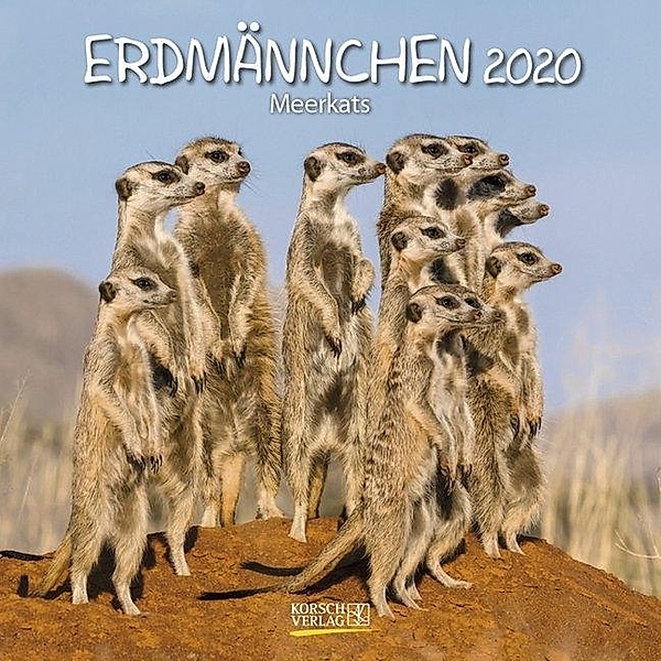 Erdmännchen / Meerkats 2020