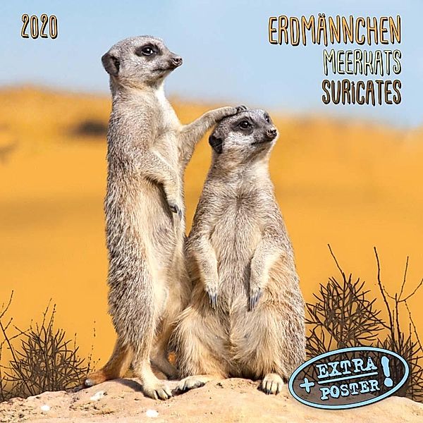 Erdmännchen / Meerkats / Suricates 2020