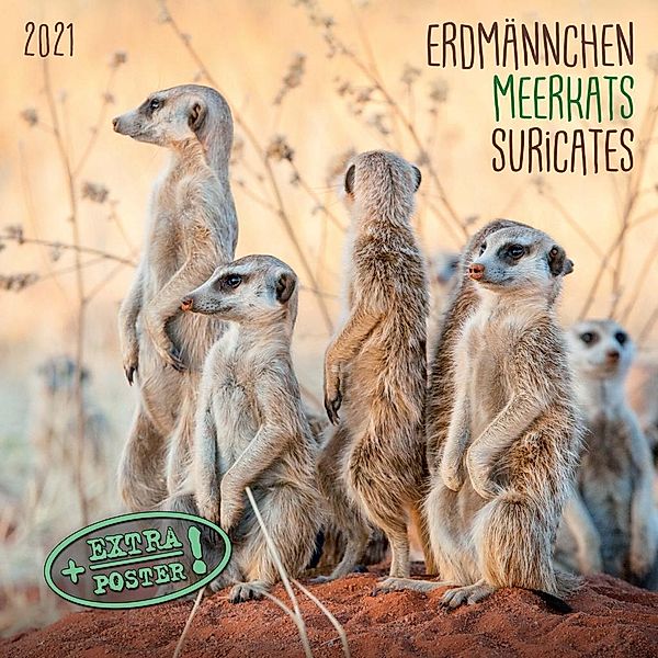 Erdmännchen / Meerkats / Suricates 2021