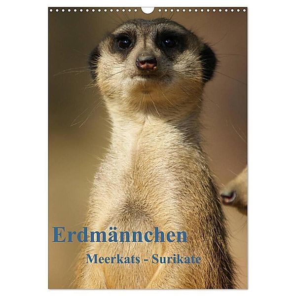 Erdmännchen-Meerkats-Surikate CH Version (Wandkalender 2024 DIN A3 hoch), CALVENDO Monatskalender, Peter Hebgen