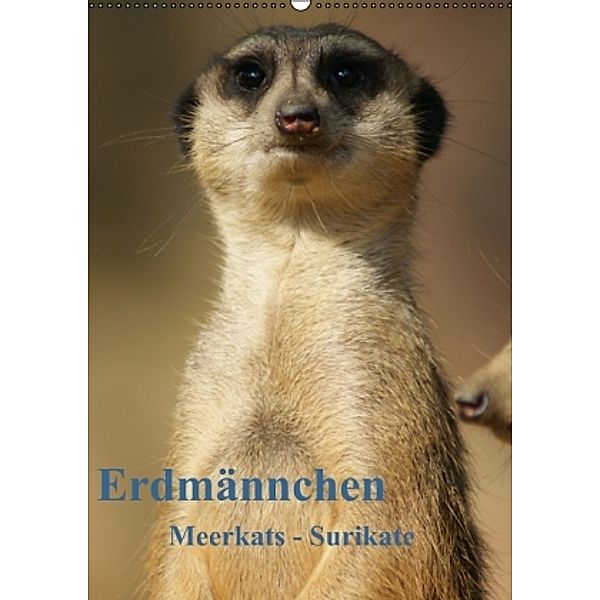 Erdmännchen-Meerkats-Surikate / Geburtstagskalender (Wandkalender 2015 DIN A2 hoch), Peter Hebgen