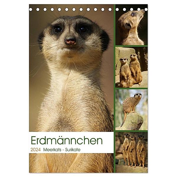 Erdmännchen-Meerkats-Surikate (Tischkalender 2024 DIN A5 hoch), CALVENDO Monatskalender, Peter Hebgen