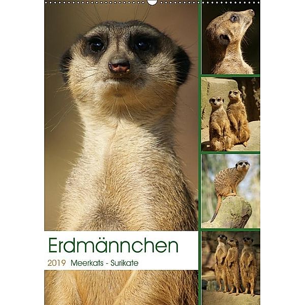 Erdmännchen-Meerkats-Surikate (Wandkalender 2019 DIN A2 hoch), Peter Hebgen