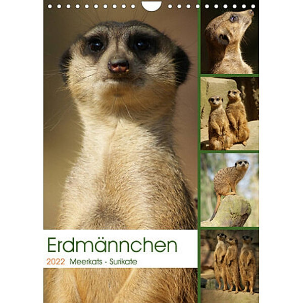 Erdmännchen-Meerkats-Surikate (Wandkalender 2022 DIN A4 hoch), Peter Hebgen