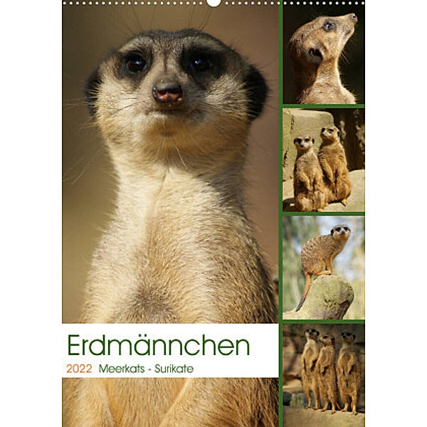 Erdmännchen-Meerkats-Surikate (Wandkalender 2022 DIN A2 hoch), Peter Hebgen