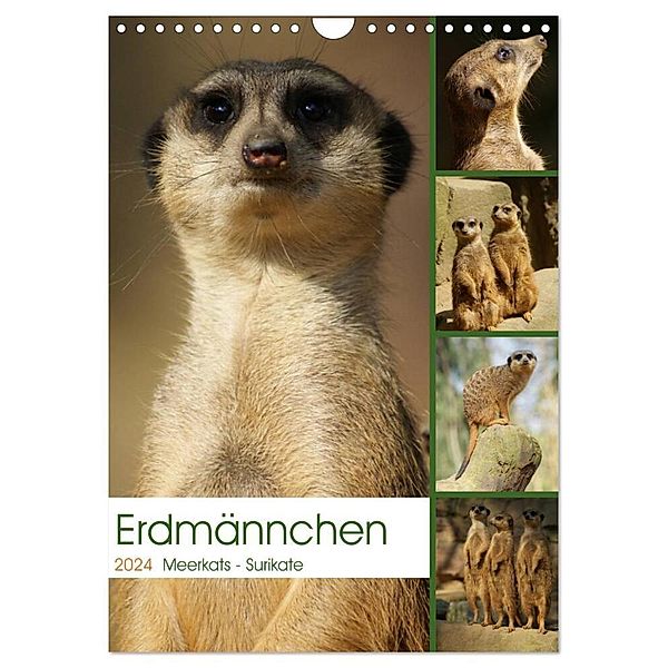 Erdmännchen-Meerkats-Surikate (Wandkalender 2024 DIN A4 hoch), CALVENDO Monatskalender, Peter Hebgen