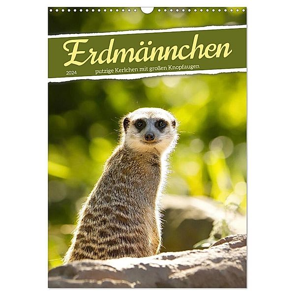 Erdmännchen, putzige Kerlchen mit großen Knopfaugen (Wandkalender 2024 DIN A3 hoch), CALVENDO Monatskalender, Sabine Löwer