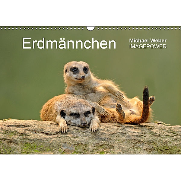Erdmännchen - Tierkinder (Wandkalender 2019 DIN A3 quer), Michael Weber
