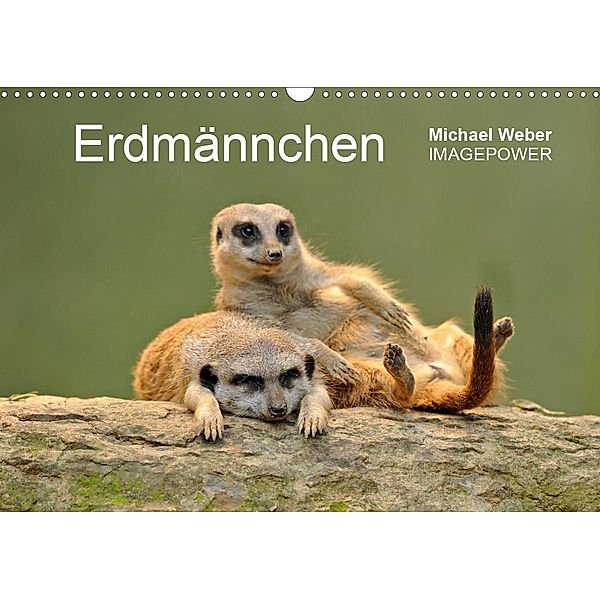 Erdmännchen - Tierkinder (Wandkalender 2021 DIN A3 quer), Michael Weber