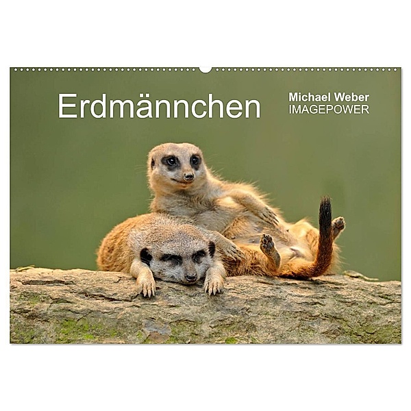 Erdmännchen - Tierkinder (Wandkalender 2024 DIN A2 quer), CALVENDO Monatskalender, Michael Weber