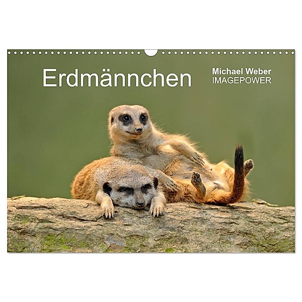 Erdmännchen - Tierkinder (Wandkalender 2024 DIN A3 quer), CALVENDO Monatskalender, Michael Weber