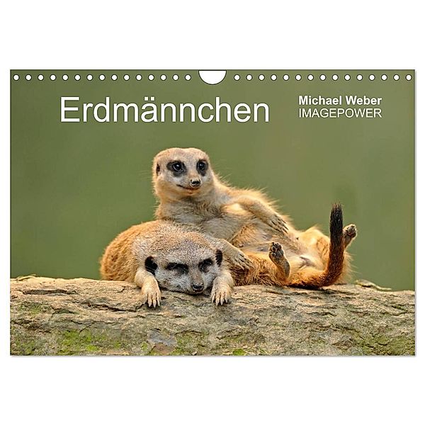 Erdmännchen - Tierkinder (Wandkalender 2025 DIN A4 quer), CALVENDO Monatskalender, Calvendo, Michael Weber