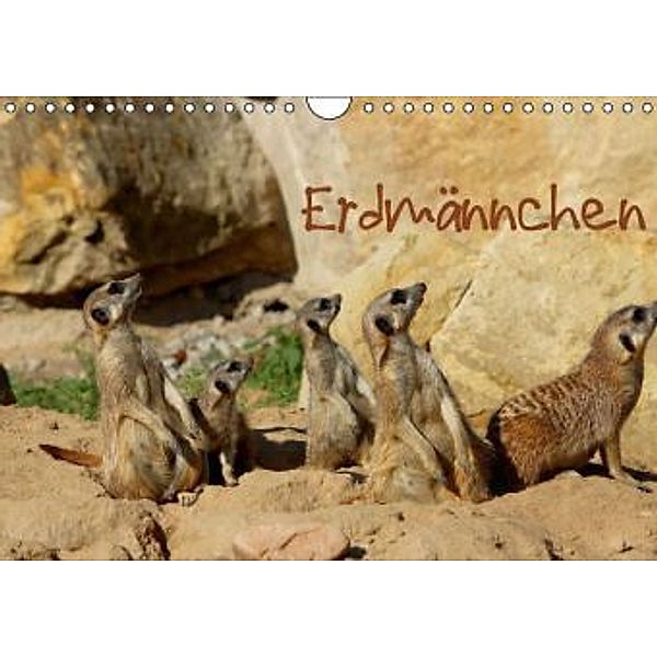 Erdmännchen (Wandkalender 2016 DIN A4 quer), Heike Hultsch