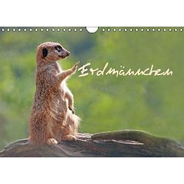 Erdmännchen (Wandkalender 2016 DIN A4 quer), Chawera