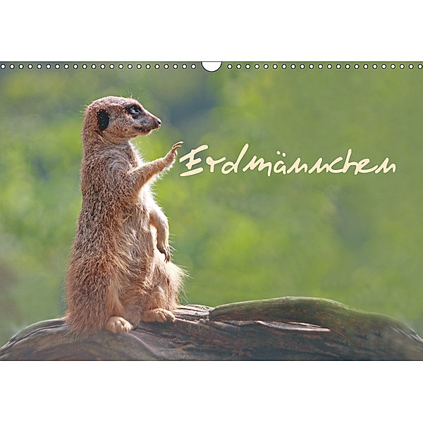 Erdmännchen (Wandkalender 2019 DIN A3 quer), Chawera