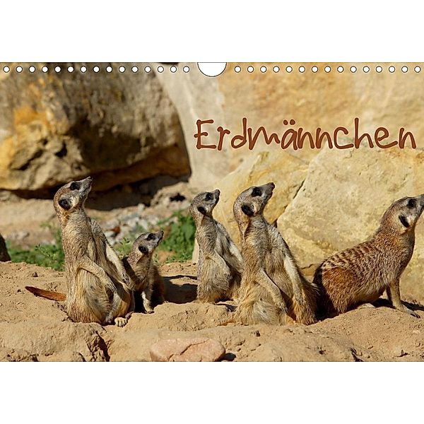 Erdmännchen (Wandkalender 2020 DIN A4 quer), Heike Hultsch