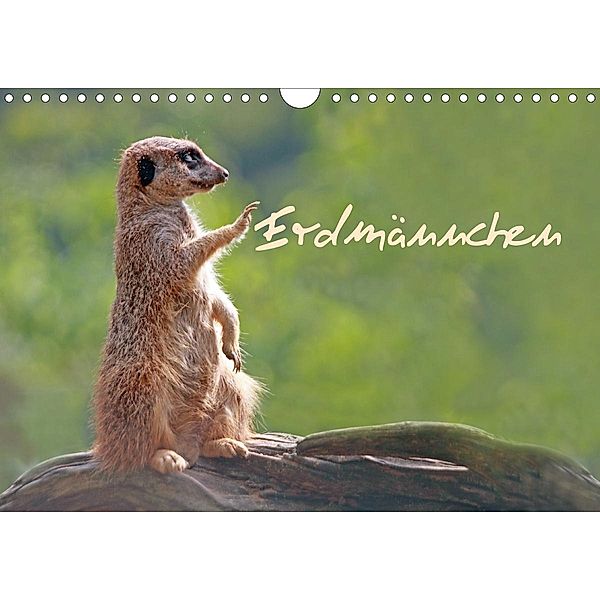 Erdmännchen (Wandkalender 2021 DIN A4 quer), Chawera