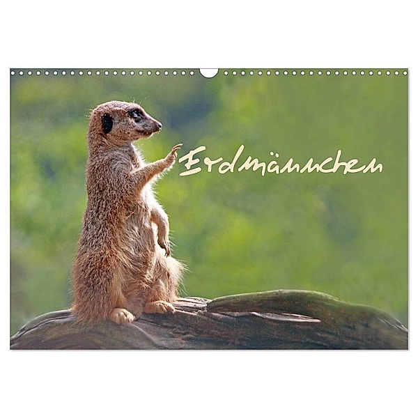 Erdmännchen (Wandkalender 2024 DIN A3 quer), CALVENDO Monatskalender, Chawera