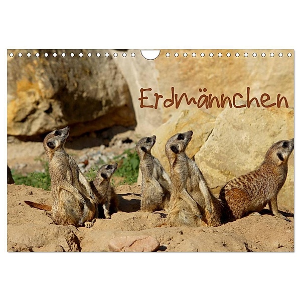 Erdmännchen (Wandkalender 2024 DIN A4 quer), CALVENDO Monatskalender, Heike Hultsch