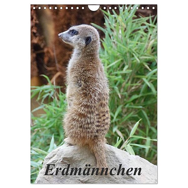 Erdmännchen (Wandkalender 2025 DIN A4 hoch), CALVENDO Monatskalender, Calvendo, Sven Herkenrath