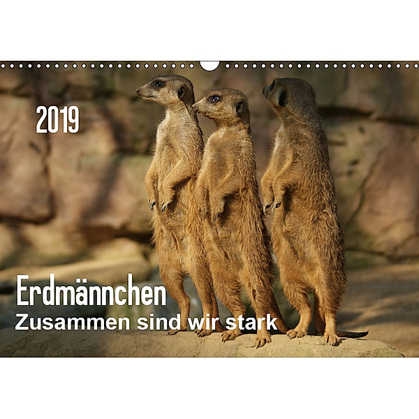 Erdmännchen - Zusammen sind wir stark / CH-Version (Wandkalender 2019 DIN A3 quer), Peter Hebgen