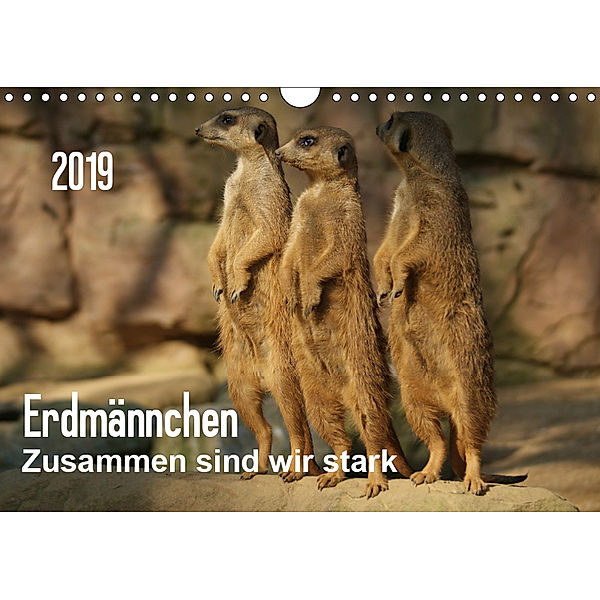Erdmännchen - Zusammen sind wir stark / CH-Version (Wandkalender 2019 DIN A4 quer), Peter Hebgen