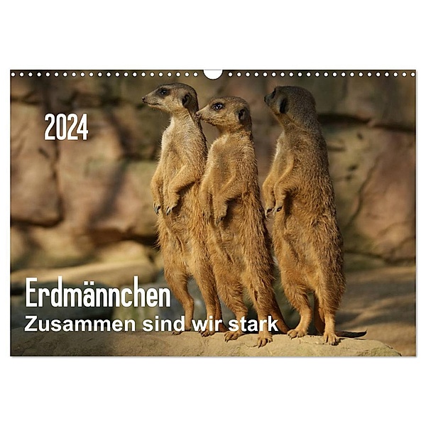 Erdmännchen - Zusammen sind wir stark / CH-Version (Wandkalender 2024 DIN A3 quer), CALVENDO Monatskalender, Peter Hebgen