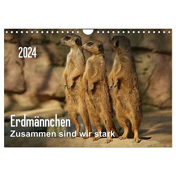 Erdmännchen - Zusammen sind wir stark / CH-Version (Wandkalender 2024 DIN A4 quer), CALVENDO Monatskalender, Peter Hebgen