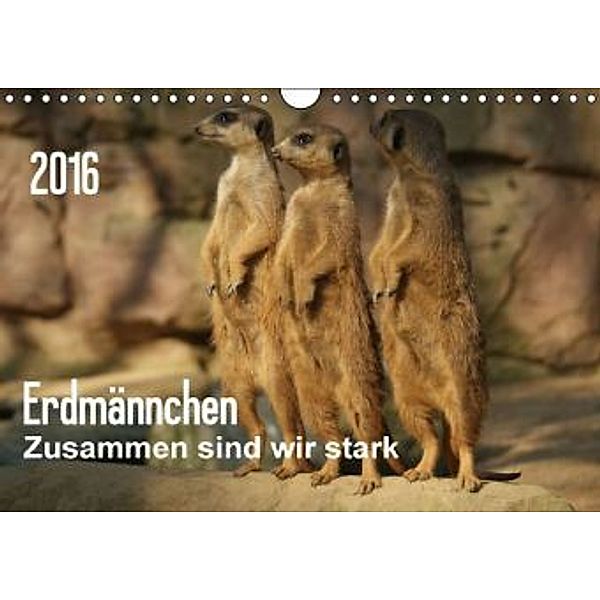 Erdmännchen - Zusammen sind wir stark (Wandkalender 2016 DIN A4 quer), Peter Hebgen