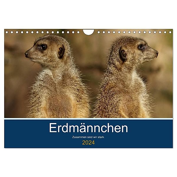 Erdmännchen - Zusammen sind wir stark (Wandkalender 2024 DIN A4 quer), CALVENDO Monatskalender, Peter Hebgen