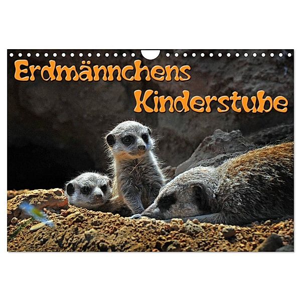 Erdmännchens Kinderstube (Wandkalender 2024 DIN A4 quer), CALVENDO Monatskalender, Ingo Laue