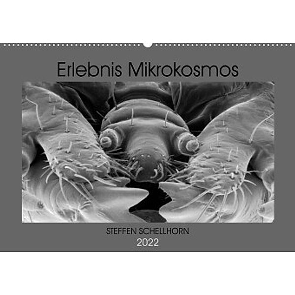Erlebnis Mikrokosmos (Wandkalender 2022 DIN A2 quer), Steffen Schellhorn
