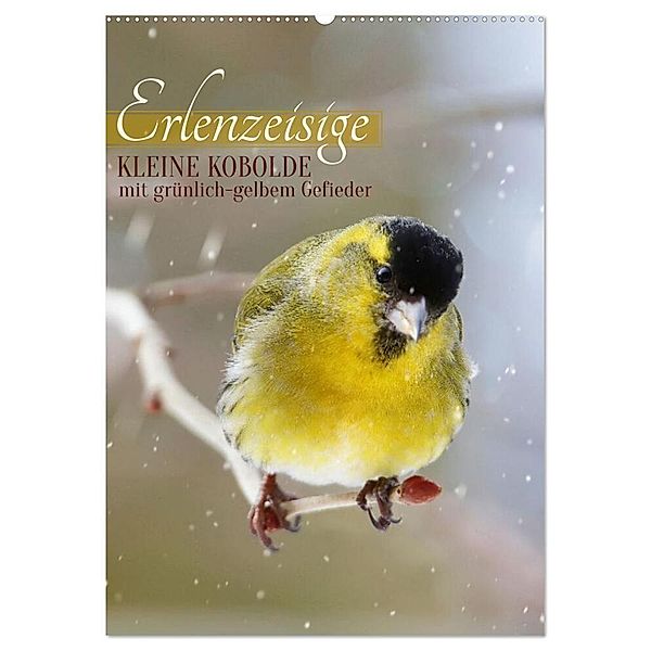 Erlenzeisige, kleine Kobolde (Wandkalender 2025 DIN A2 hoch), CALVENDO Monatskalender, Calvendo, Sabine Löwer