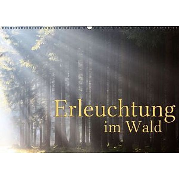 Erleuchtung im Wald (Wandkalender 2015 DIN A2 quer), Martina Cross