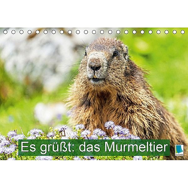 Es grüßt: das Murmeltier (Tischkalender 2021 DIN A5 quer), Calvendo