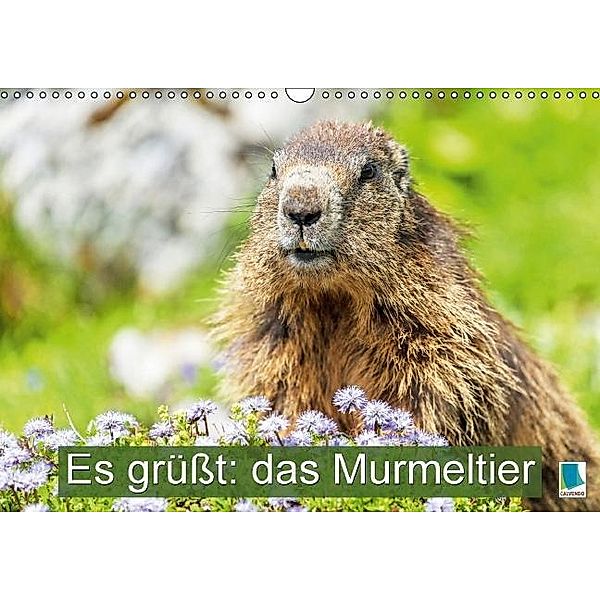 Es grüßt: das Murmeltier (Wandkalender 2017 DIN A3 quer), CALVENDO