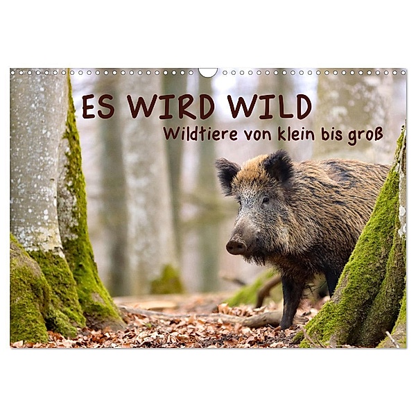ES WIRD WILD Wildtiere von klein bis groß (Wandkalender 2024 DIN A3 quer), CALVENDO Monatskalender, Angela Merk