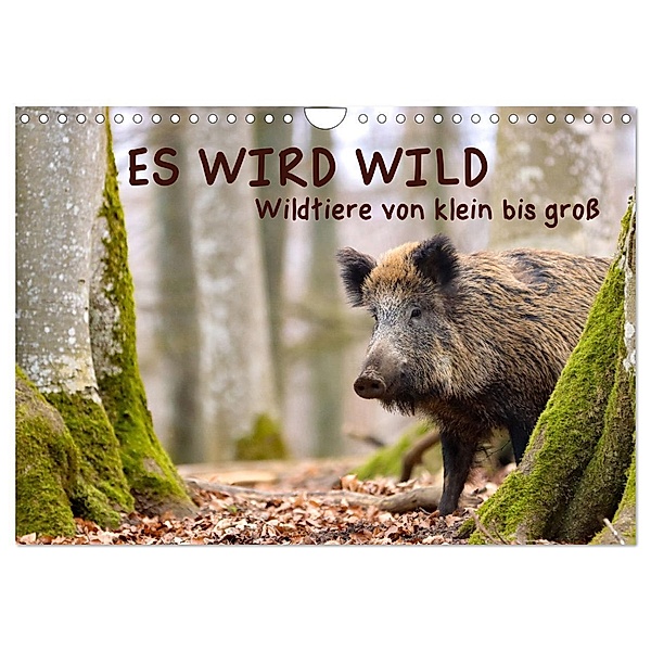 ES WIRD WILD Wildtiere von klein bis groß (Wandkalender 2024 DIN A4 quer), CALVENDO Monatskalender, Angela Merk