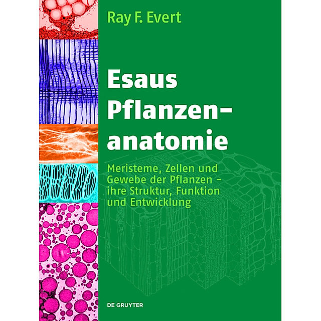 Esaus Pflanzenanatomie Buch bei Weltbild.de online bestellen