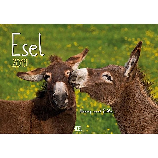 Esel 2019