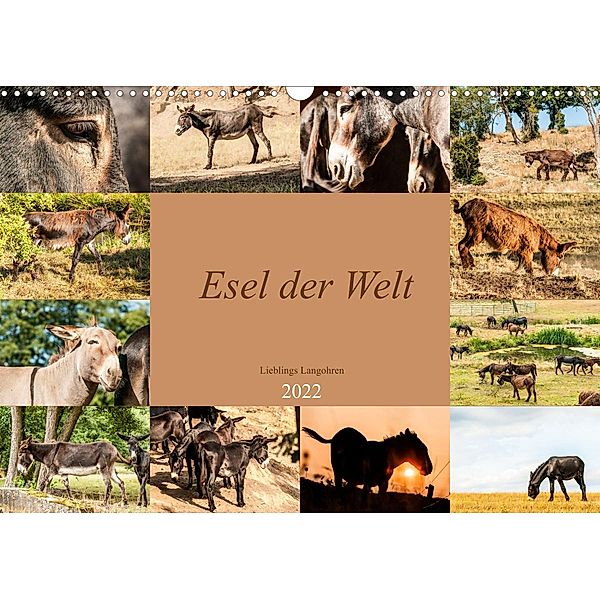 Esel der Welt - Lieblings Langohren (Wandkalender 2022 DIN A3 quer), Meike Bölts