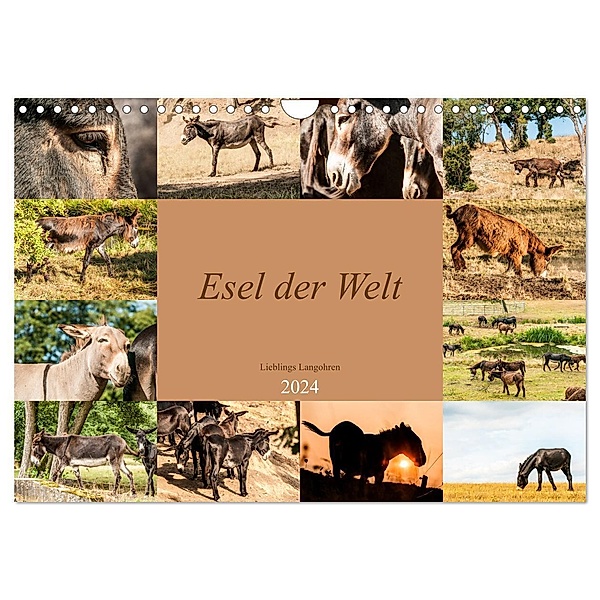 Esel der Welt - Lieblings Langohren (Wandkalender 2024 DIN A4 quer), CALVENDO Monatskalender, Meike Bölts