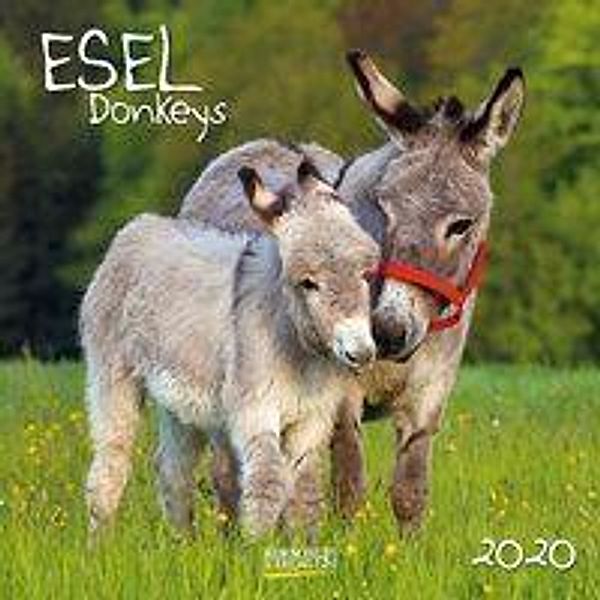 Esel / Donkeys 2020