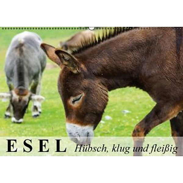 Esel - hübsch, klug und fleißig (Wandkalender 2015 DIN A2 quer), Elisabeth Stanzer