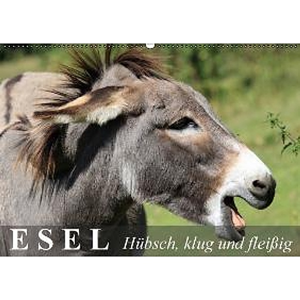 Esel - hübsch, klug und fleißig (Wandkalender 2016 DIN A2 quer), Elisabeth Stanzer