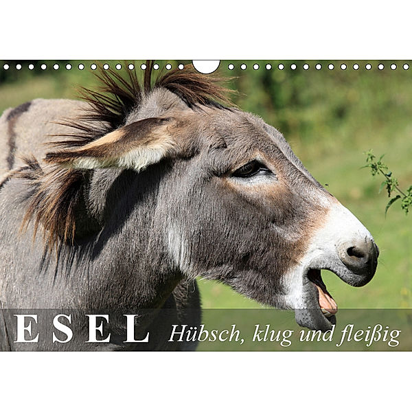 Esel - hübsch, klug und fleißig (Wandkalender 2019 DIN A4 quer), Elisabeth Stanzer