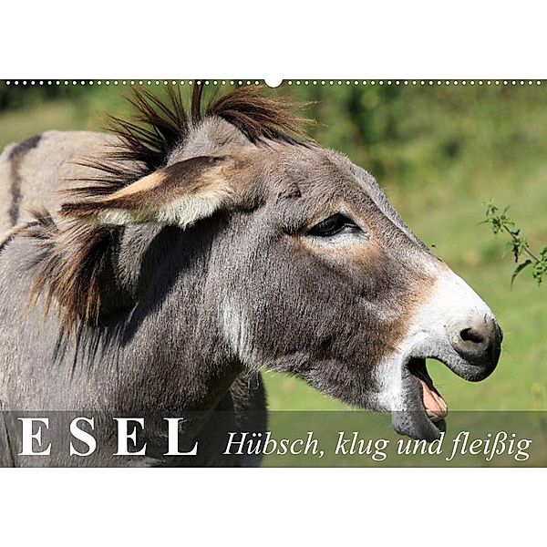 Esel - hübsch, klug und fleißig (Wandkalender 2023 DIN A2 quer), Elisabeth Stanzer